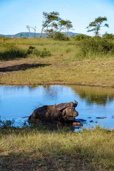 Africký buvol při západu slunce v Jižní Africe Thanda Game reserve Kwazulu Natal — Stock fotografie