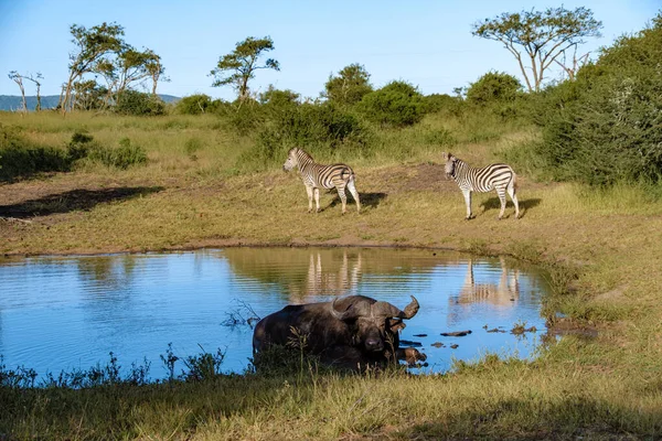 Güney Afrika 'da gün batımında Zebralar ve Afrika bufaloları Kwazulu Natal' da — Stok fotoğraf