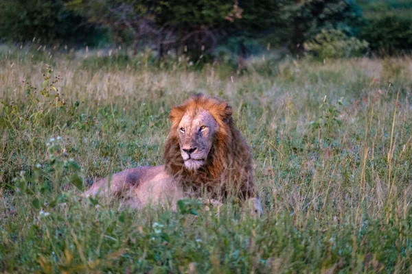 Maridaje de León macho y hembra durante la puesta del sol en Sudáfrica Thanda Game reserve Kwazulu Natal — Foto de Stock