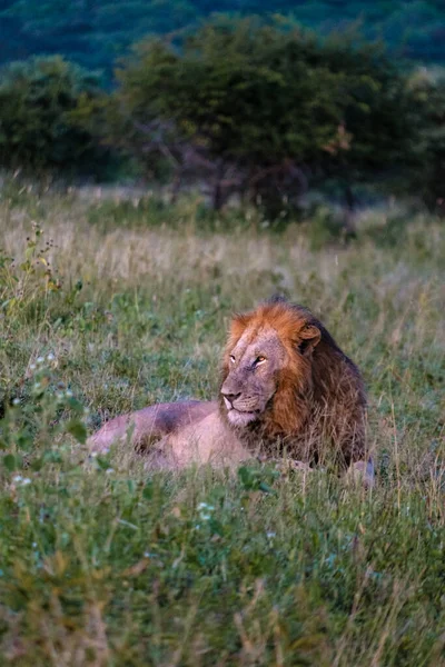 Maridaje de León macho y hembra durante la puesta del sol en Sudáfrica Thanda Game reserve Kwazulu Natal — Foto de Stock