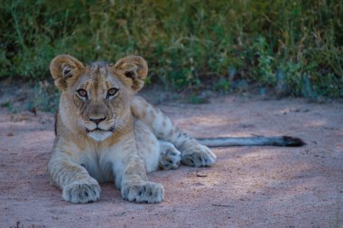 Güney Afrika 'daki Kruger Ulusal Parkı' nda aslanlar. Genç aslanların ailesi, Güney Afrika 'daki Mavi Kanyon Koruma Alanı' nın çalılığında birlikte.