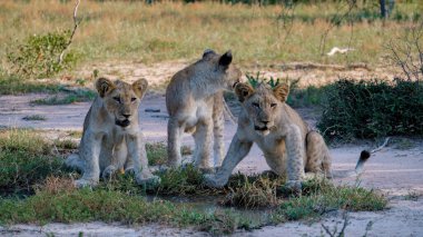 Güney Afrika 'daki Kruger Ulusal Parkı' nda aslanlar. Genç aslanların ailesi, Güney Afrika 'daki Mavi Kanyon Koruma Alanı' nın çalılığında birlikte.