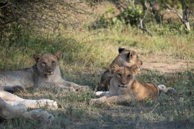 Güney Afrika 'daki Kruger Ulusal Parkı' nda aslanlar. Genç aslanların ailesi, Güney Afrika 'daki Mavi Kanyon Koruma Alanı' nın çalılığında birlikte.