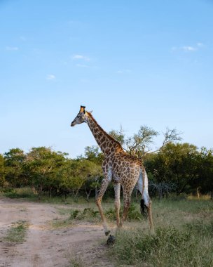 Güney Afrika 'daki zürafa, Güney Afrika' daki Kruger Ulusal Parkı 'nın çalılığında mavi gökyüzü.