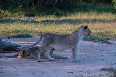 Güney Afrika 'daki Kruger Ulusal Parkı' nda aslanlar. Genç aslanların ailesi, Güney Afrika 'daki Mavi Kanyon Koruma Alanı' nın çalılığında birlikte.