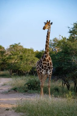 Güney Afrika 'daki zürafa, Güney Afrika' daki Kruger Ulusal Parkı 'nın çalılığında mavi gökyüzü.