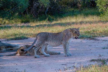 Güney Afrika 'daki Kruger Ulusal Parkı' nda aslanlar. Genç aslanların ailesi, Güney Afrika 'daki Mavi Kanyon Koruma Alanı' nın çalılığında birlikte.