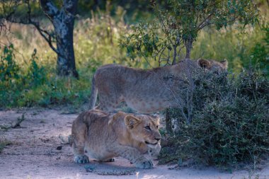 Güney Afrika 'daki Kruger Ulusal Parkı' nda aslanlar. Genç aslanların ailesi, Güney Afrika 'daki Mavi Kanyon Koruma Alanı' nın çalılığında birlikte.