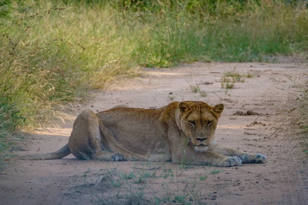 Löwen im Krüger Nationalpark in Südafrika. Junge Löwenfamilie zusammen im Busch der Blue Canyon Conservancy in Südafrika — Stockfoto