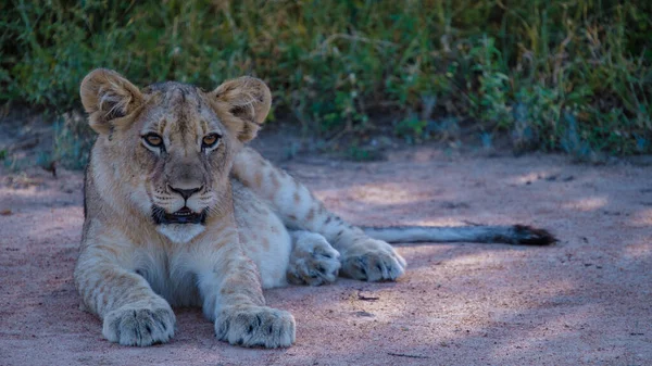 Lions dans le parc national Kruger Afrique du Sud. Famille de jeunes lions réunis dans la brousse du Blue Canyon Conservancy en Afrique du Sud — Photo