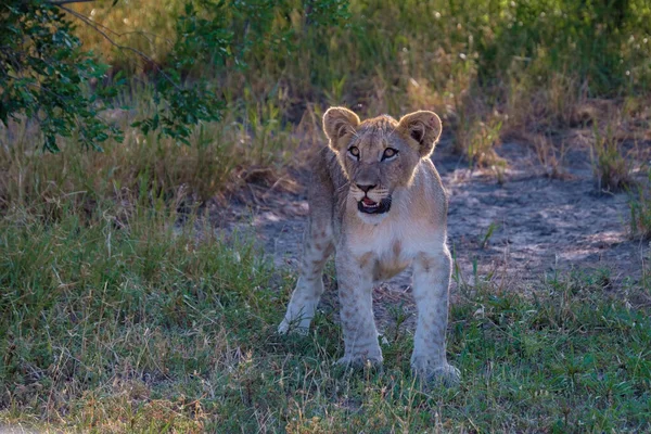 Lions dans le parc national Kruger Afrique du Sud. Famille de jeunes lions réunis dans la brousse du Blue Canyon Conservancy en Afrique du Sud — Photo