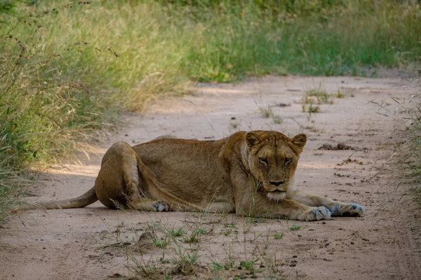 Lions in Kruger national park South Africa. Family of young lions together in the bush of the Blue Canyon Conservancy in South Africa — Stock Photo, Image