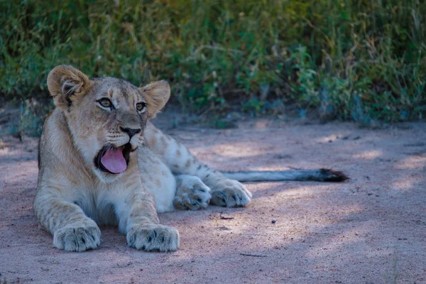 Lions dans le parc national Kruger Afrique du Sud. Famille de jeunes lions réunis dans la brousse du Blue Canyon Conservancy en Afrique du Sud — Photo