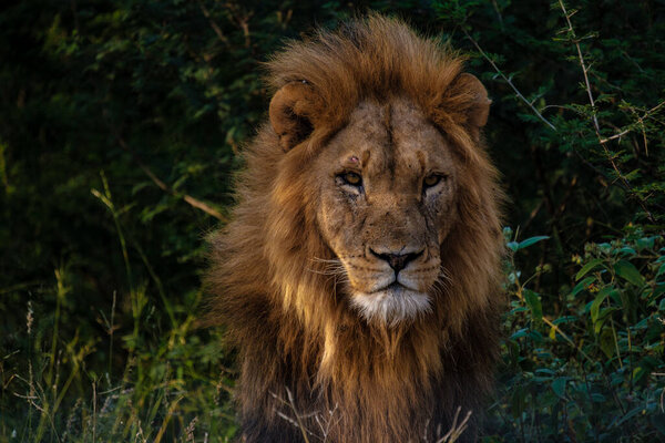 Lions in Kruger national park South Africa, close up of male Lion head, big male lion in the bush of the Blue Canyon Conservancy in South Africa near Kruger.