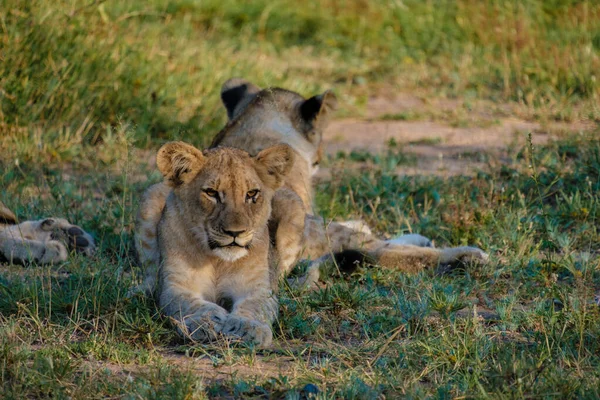 Lions dans le parc national Kruger Afrique du Sud. Famille de jeunes lions réunis dans la brousse du Blue Canyon Conservancy en Afrique du Sud — Photo