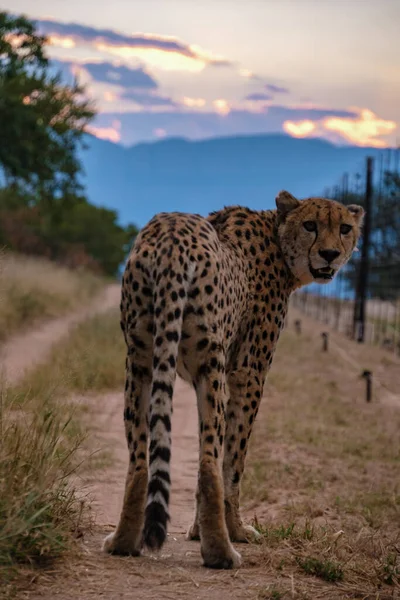 Cheeta-Wildtier im Kruger-Nationalpark Südafrika, Geparden auf der Jagd bei Sonnenuntergang — Stockfoto