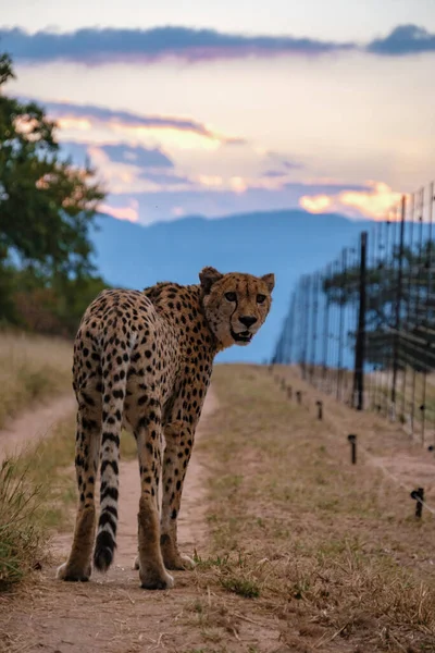 Cheeta-Wildtier im Kruger-Nationalpark Südafrika, Geparden auf der Jagd bei Sonnenuntergang — Stockfoto