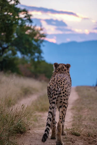 Cheeta vadállat a Kruger Nemzeti Park Dél-Afrika, Cheetah a vadászat naplementekor — Stock Fotó