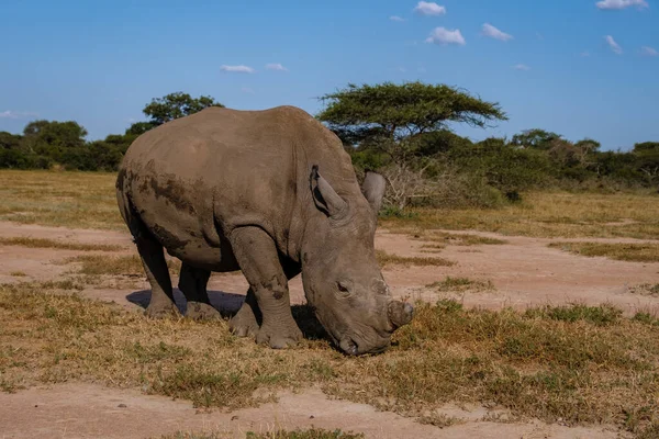 Rinoceronte bianco nel bush di Family of the Blue Canyon Conservancy in Sud Africa vicino al parco nazionale di Kruger, Rinoceronte bianco, Rinoceronte bianco africano selvaggio, Sud Africa — Foto Stock