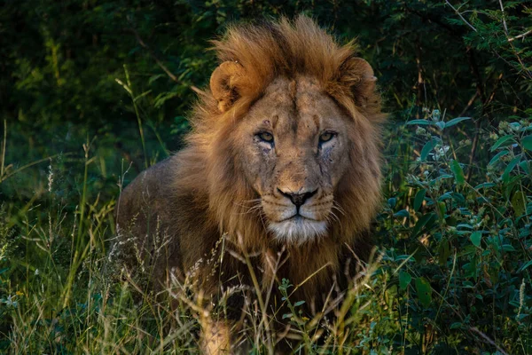 Lwy w parku narodowym Kruger RPA, zbliżenie męskiej głowy lwa, duży samiec lwa w krzakach Blue Canyon Conservancy w Republice Południowej Afryki w pobliżu Kruger — Zdjęcie stockowe