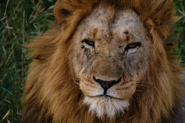 Lwy w parku narodowym Kruger RPA, zbliżenie męskiej głowy lwa, duży samiec lwa w krzakach Blue Canyon Conservancy w Republice Południowej Afryki w pobliżu Kruger — Zdjęcie stockowe