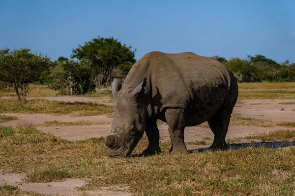 Bílý nosorožec v keři Family of the Blue Canyon Conservancy v Jižní Africe v blízkosti národního parku Kruger, Bílý nosorožec, Divoký africký bílý nosorožec, Jižní Afrika — Stock fotografie
