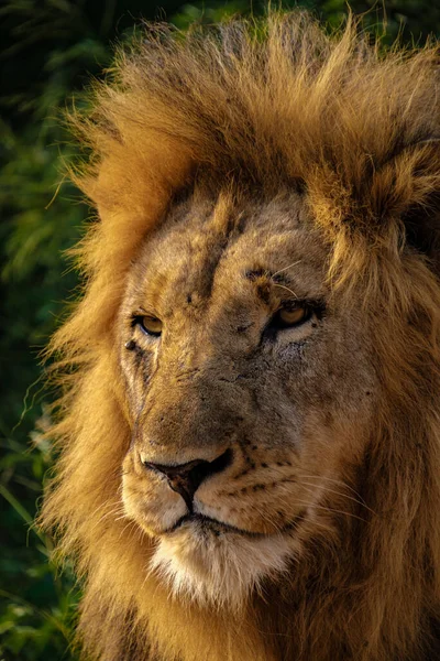 Lwy w parku narodowym Kruger RPA, zbliżenie męskiej głowy lwa, duży samiec lwa w krzakach Blue Canyon Conservancy w Republice Południowej Afryki w pobliżu Kruger — Zdjęcie stockowe