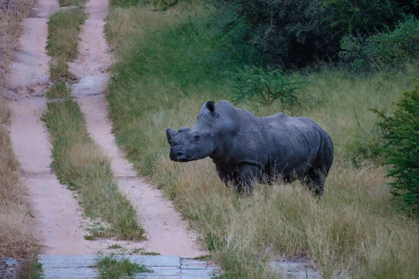 Breitmaulnashorn im Busch der Familie des Blue Canyon Conservancy in Südafrika in der Nähe des Kruger Nationalparks, Breitmaulnashorn, Wildes afrikanisches Breitmaulnashorn, Südafrika — Stockfoto