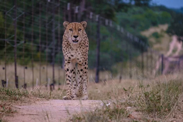 Cheeta-Wildtier im Kruger-Nationalpark Südafrika, Geparden auf der Jagd bei Sonnenuntergang — Stockfoto