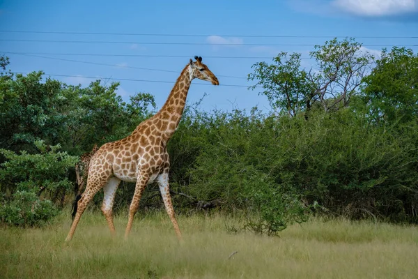 Güney Afrika 'daki zürafa, Güney Afrika' daki Kruger Ulusal Parkı 'nın çalılığında mavi gökyüzü. — Stok fotoğraf