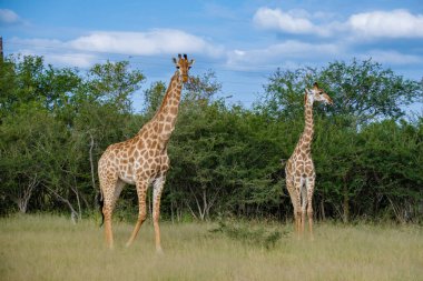 Güney Afrika 'daki zürafa, Güney Afrika' daki Kruger Ulusal Parkı 'nın çalılığında mavi gökyüzü.