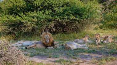 Güney Afrika 'daki Kruger Ulusal Parkı' nda aslanlar. Genç aslanların ailesi, Güney Afrika 'daki Mavi Kanyon Koruma Alanı' nın çalılığında birlikte.