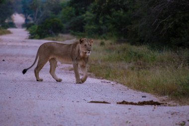 Güney Afrika 'daki Kruger Ulusal Parkı' nda aslanlar. Genç aslanların ailesi, Güney Afrika 'daki Mavi Kanyon Koruma Alanı' nın çalılığında birlikte.