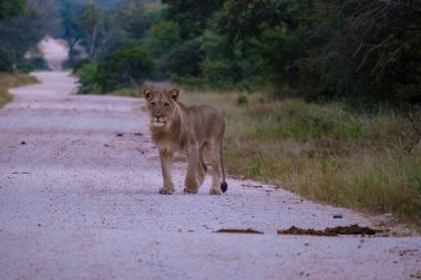 Güney Afrika 'daki Kruger Ulusal Parkı' nda aslanlar. Genç aslanların ailesi, Güney Afrika 'daki Mavi Kanyon Koruma Alanı' nın çalılığında birlikte.
