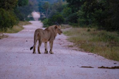 Güney Afrika 'daki Kruger Ulusal Parkı' nda aslanlar. Genç aslanların ailesi, Güney Afrika 'daki Mavi Kanyon Koruma Alanı' nın çalılığında birlikte.