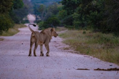 Güney Afrika 'daki Kruger Ulusal Parkı' nda aslanlar. Genç aslanların ailesi, Güney Afrika 'daki Mavi Kanyon Koruma Alanı' nın çalılığında birlikte.