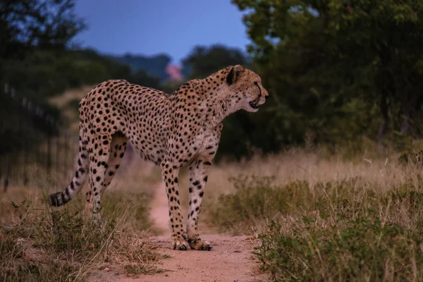 Kruger Ulusal Parkı 'nda vahşi bir hayvan, Güney Afrika' da Çita gün batımında avlanıyor. — Stok fotoğraf