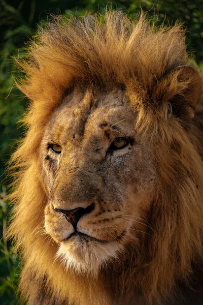 Lwy w parku narodowym Kruger RPA, zbliżenie męskiej głowy lwa, duży samiec lwa w krzakach Blue Canyon Conservancy w Republice Południowej Afryki w pobliżu Kruger — Zdjęcie stockowe