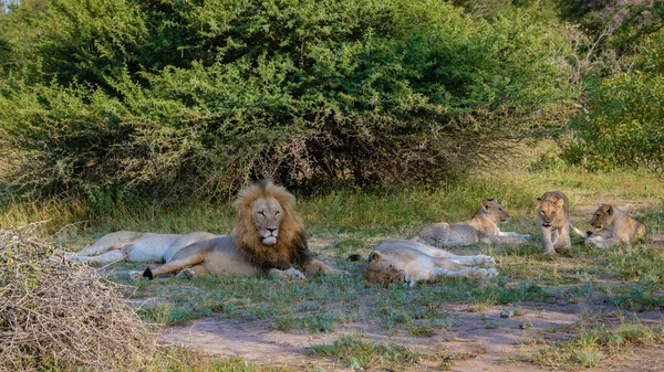 Leones en el parque nacional Kruger Sudáfrica. Familia de jóvenes leones juntos en el arbusto del Blue Canyon Conservancy en Sudáfrica — Foto de Stock