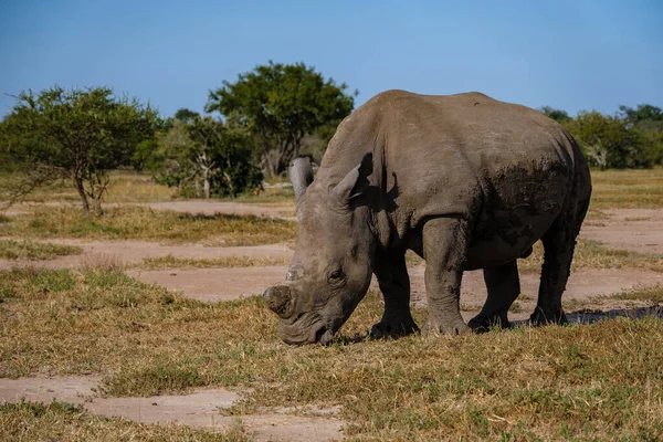 Белый носорог в кустах "Семьи Синего Каньона" в Южной Африке возле национального парка Крюгер, Белый носорог, Дикий африканский белый носорог, Южная Африка — стоковое фото
