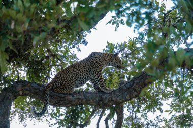 Leopar günbatımında Klaserie 'de Özel Doğa Koruma Alanı' nda SOut Africa 'daki Kruger Ulusal Parkı' nda, Leopar 'ın toz içinde.