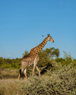 Güney Afrika 'da güneş batarken bir Savannah manzarasında zürafa Kruger Ulusal Parkı' nın içindeki Klaserie Özel Doğa Koruma Alanı 'nda.
