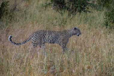 Leopar günbatımında Klaserie 'de Özel Doğa Koruma Alanı' nda SOut Africa 'daki Kruger Ulusal Parkı' nda, Leopar 'ın toz içinde.