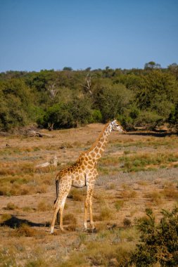 Güney Afrika 'da güneş batarken bir Savannah manzarasında zürafa Kruger Ulusal Parkı' nın içindeki Klaserie Özel Doğa Koruma Alanı 'nda.