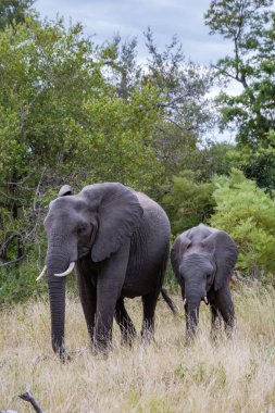 Klaserie 'deki Afrika Fili Güney Afrika' daki Kruger Ulusal Parkı 'nın bir parçası vahşi otobüsteki Afrika Filleri 