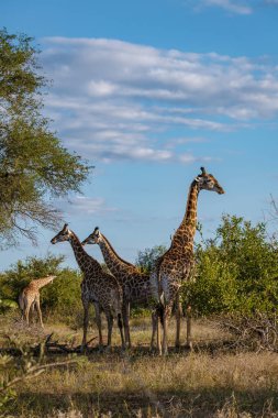 Güney Afrika 'da güneş batarken bir Savannah manzarasında zürafa Kruger Ulusal Parkı' nın içindeki Klaserie Özel Doğa Koruma Alanı 'nda.