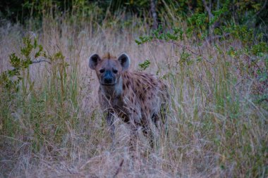 Kruger Ulusal Parkı 'ndaki genç sırtlan Güney Afrika' daki Sırtlan Ailesi