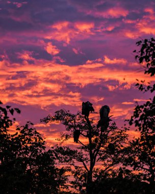 Griffon akbabası Kruger Ulusal Parkı 'nda güneş batarken ağaçta gözcülük yapıyor.