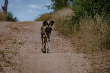 Güney Afrika 'daki Kruger Ulusal Parkı' nın Klaserie Özel Doğa Koruma Alanı 'ndaki vahşi köpek.