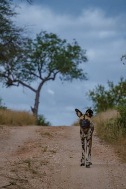 Güney Afrika 'daki Kruger Ulusal Parkı' nın Klaserie Özel Doğa Koruma Alanı 'ndaki vahşi köpek.